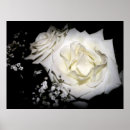 Search for rose macro posters Beauty