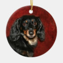 Search for long haired dachshund ornaments Animal