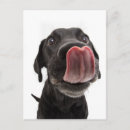 Recherche de black puppy cartes postales Dog