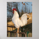 Search for bantam posters Chicken