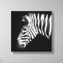 Search for zebra canvas prints Wildlife