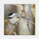 Search for cap square magnets Bird