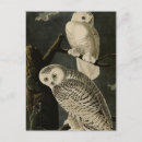 Recherche de snowy owl posters Bird