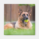 Search for fetch magnets Pet
