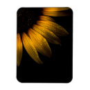 Recherche de tournesol magnets Photographe