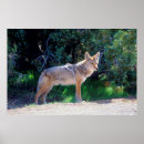 Search for coyotes posters Canis latrans