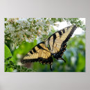 Search for butterfly on black posters Nature