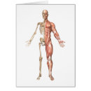 Search for ulna Arm