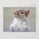Search for gray squirrel postcards Rodent