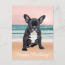 Recherche de bouledogues cartes postales Bouledogue français