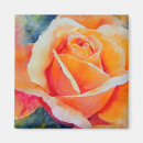 Search for apricot magnets Rose