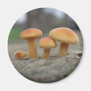 Search for toadstool magnets Fungi
