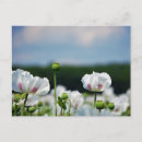 Search for poppies postcards Wildflowers