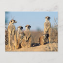Search for suricates postcards Colour image