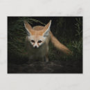 Recherche de renard fennec cartes postales Nature