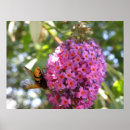 Recherche de hoverfly posters Insecte