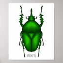 Recherche de les insectes posters Pour enfants