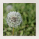 Search for dandelion puzzles Seed