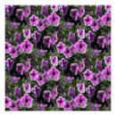 Recherche de pétunia posters Rose