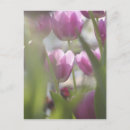 Recherche de keukenhof cartes postales Holland