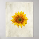 Search for sunflower posters Country