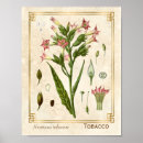 Search for herb illustration posters Vintage