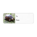 Search for cute turtle return address labels Wildlife