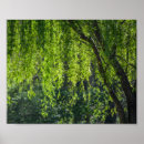 Search for willow tree posters Green