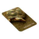 Search for tortoise magnets Desert
