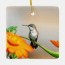 Recherche de colibris ornements Animal