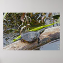 Search for painted turtle posters Digital