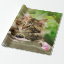 Recherche de petit chat papier cadeau Animal de compagnie