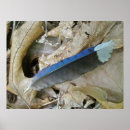 Search for blue feathers posters Nature