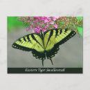 Recherche de beau papillon cartes postales Nature