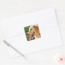 Search for golden smile stickers Animal