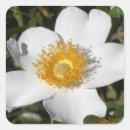 Search for anemone flower stickers Summer
