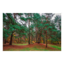 Search for deciduous posters Autumn