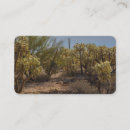 Recherche de cholla Nature