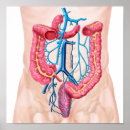 Search for abdominal posters Biology