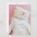 Recherche de chat persan vœux cartes Peluche