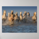 Recherche de chevaux sur la plage posters Océan