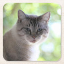 Search for cat coasters Photography