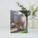 Recherche de wombat cartes postales Mignon