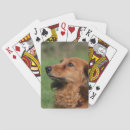 Search for dachshund playing cards Headshot