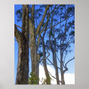 Search for eucalyptus tree posters Trees
