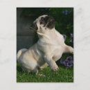 Recherche de chiots de carlin cartes postales 12 semaines