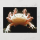 Recherche de animal mexicain cartes postales Nature