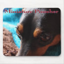 Search for pincher Pinscher