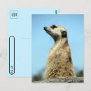 Recherche de kalahari cartes postales Nature