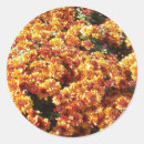 Search for orange mums stickers Flowers